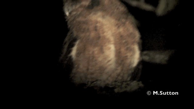 Tawny-bellied Screech-Owl (Austral) - ML201074521