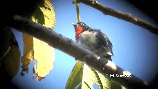 Blood-breasted Flowerpecker (Sumba) - ML201074561