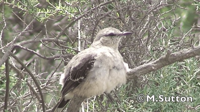 Patagonian Mockingbird - ML201075011