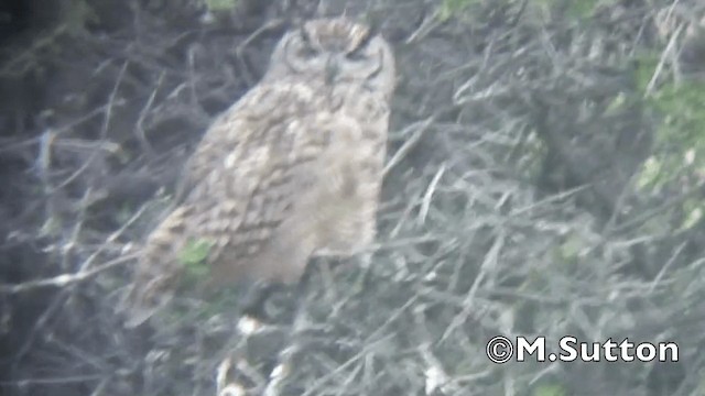 Lesser Horned Owl - ML201075021