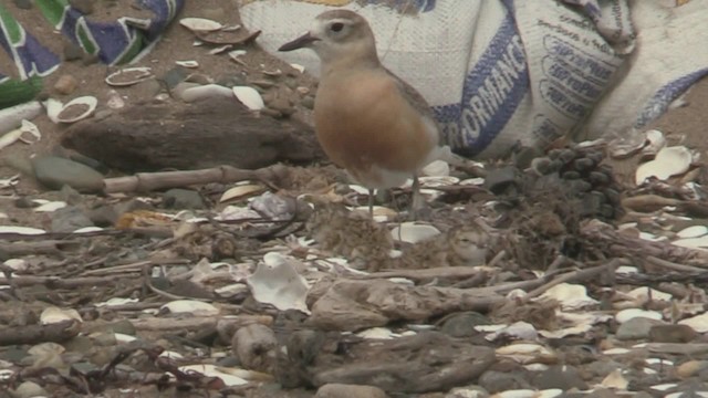 Red-breasted Dotterel (Northern) - ML201075231