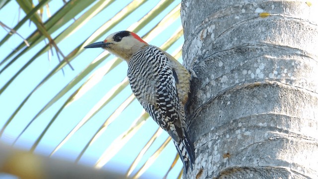 West Indian Woodpecker - ML201076211