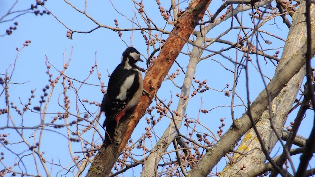 Great Spotted Woodpecker - ML201076451