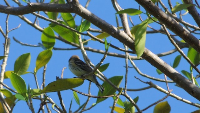 Yellow-rumped Warbler (Myrtle) - ML201076701