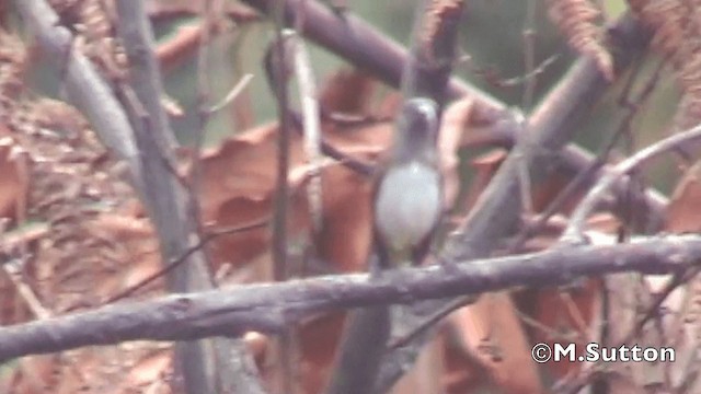 Gray-hooded Sunbird - ML201076721