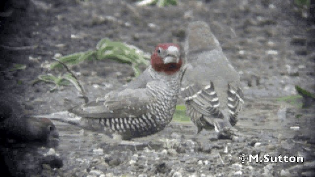 Red-headed Finch - ML201076841