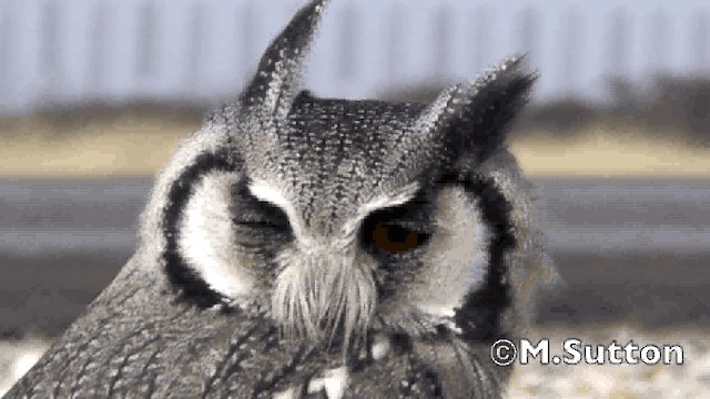 Southern White-faced Owl - ML201076851