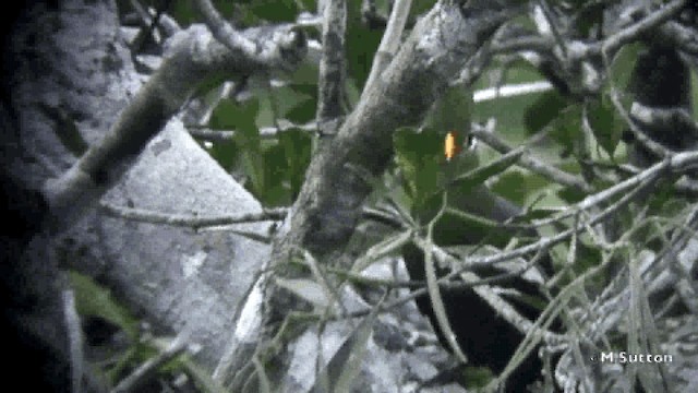 turako žlutozobý (ssp. macrorhynchus) - ML201076961