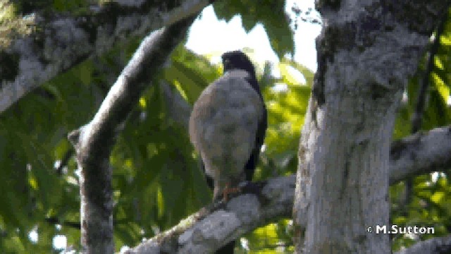 Red-thighed Sparrowhawk - ML201077021
