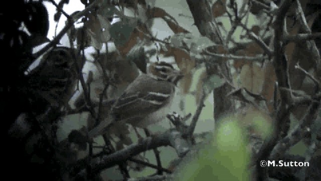 Chestnut-crowned Sparrow-Weaver - ML201077031