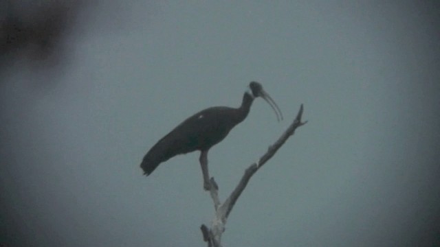 ibis běloramenný - ML201077111