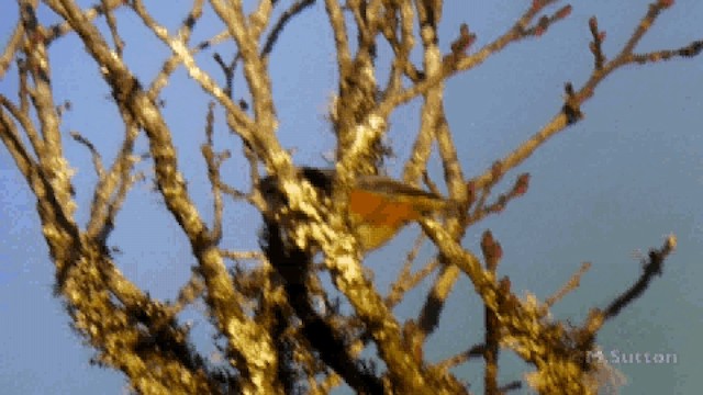  - White-browed Nuthatch