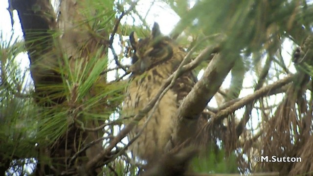 Madagascar Owl - ML201077221
