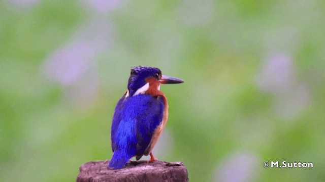 Malagasy Kingfisher - ML201077251