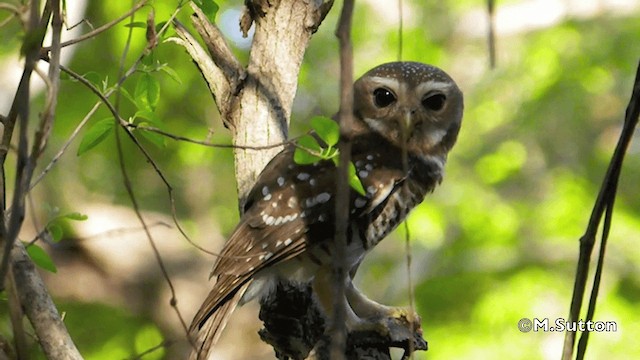 White-browed Owl - ML201077331