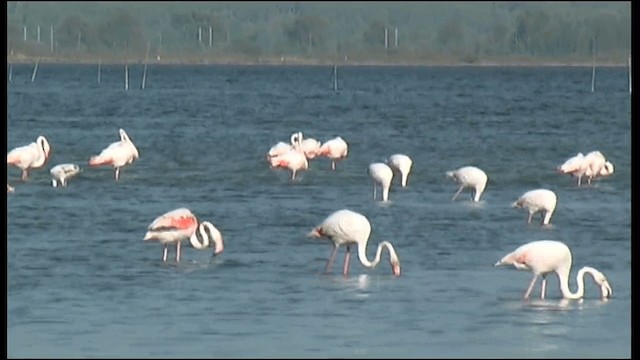 Greater Flamingo - ML201078401