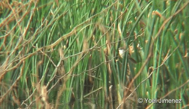 Rusty-backed Spinetail - ML201079411