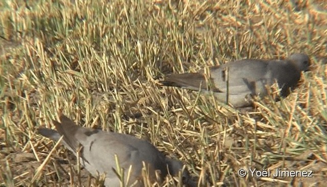 Stock Dove - ML201079521