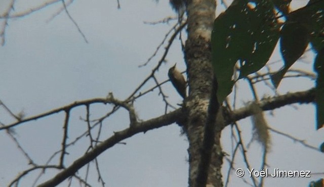 Velvet-fronted Nuthatch - ML201079541