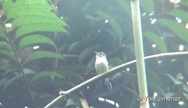 Fulvous-chested Jungle Flycatcher - ML201079621