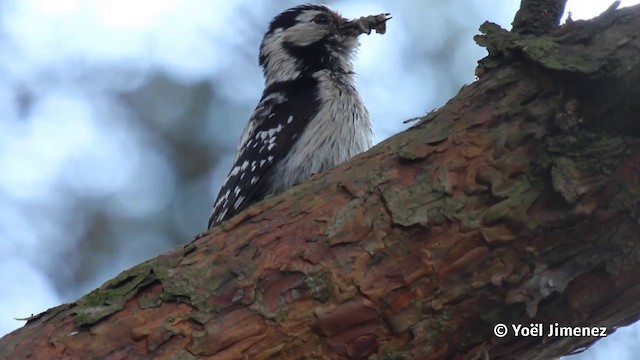 Lesser Spotted Woodpecker - ML201079931