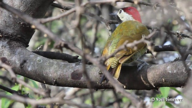 Golden-olive Woodpecker (rubripileus) - ML201080281