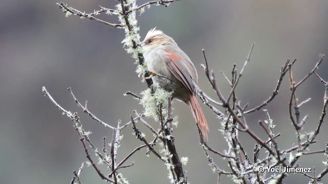 Creamy-crested Spinetail - ML201080351