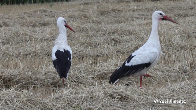 White Stork - ML201080391