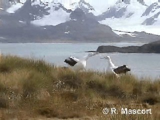 Snowy Albatross - ML201080621