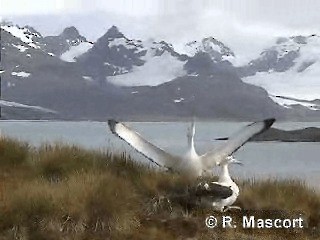 albatros stěhovavý - ML201080631