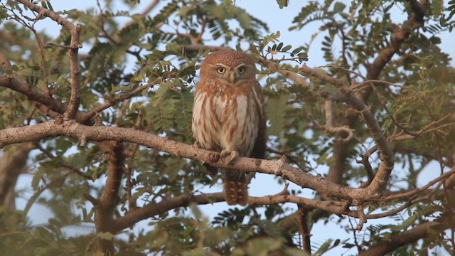 Pearl-spotted Owlet - ML201080881