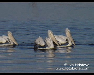 pelikán kadeřavý - ML201080981