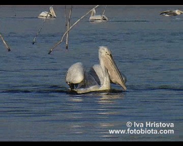 pelikán kadeřavý - ML201080991