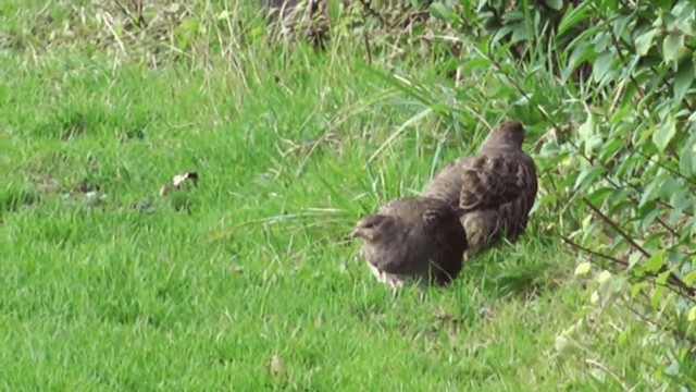ヨーロッパヤマウズラ Ebird