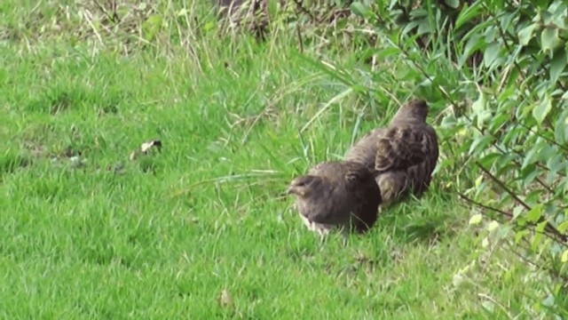 Gray Partridge - ML201081081