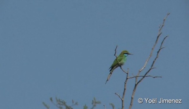 Arabian Green Bee-eater - ML201082621