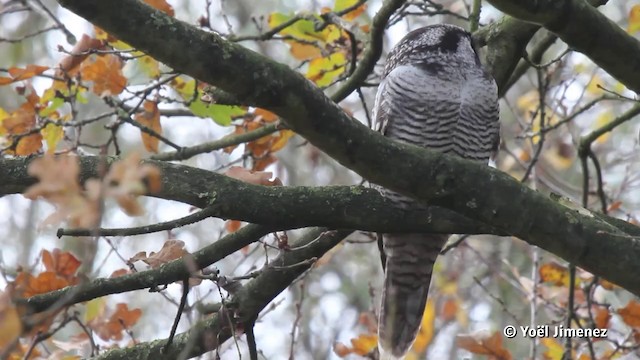 Northern Hawk Owl (Eurasian) - ML201082721
