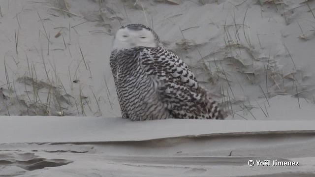 Snowy Owl - ML201083081