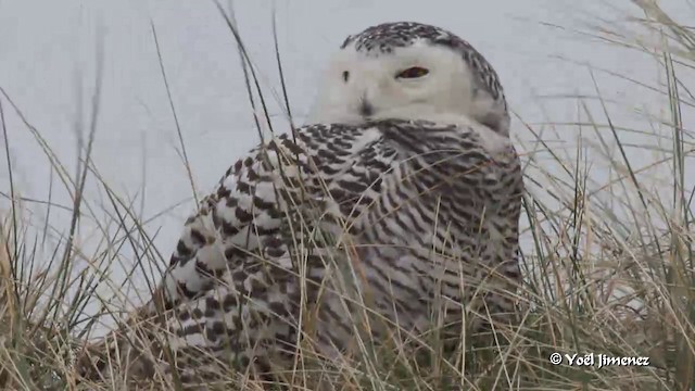 Snowy Owl - ML201083101