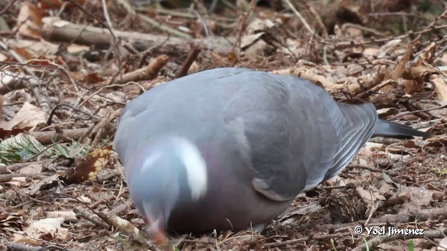 Pigeon ramier (groupe palumbus) - ML201083341