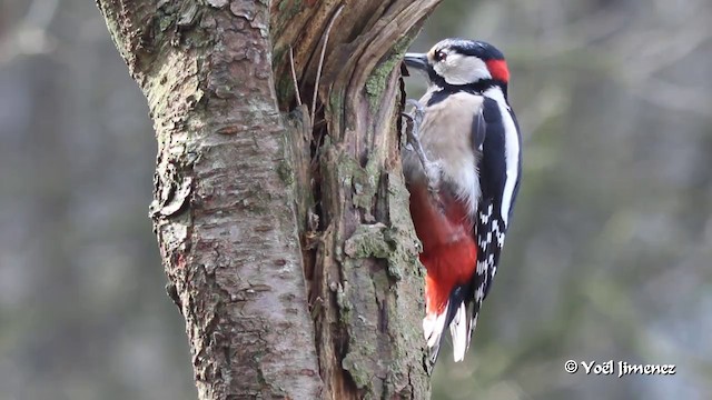 Great Spotted Woodpecker (Great Spotted) - ML201083361