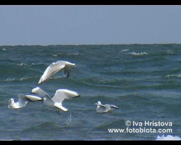 Mouette rieuse - ML201083501