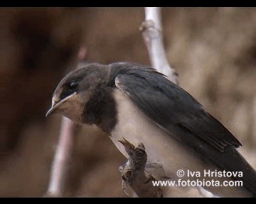 Barn Swallow (White-bellied) - ML201083511