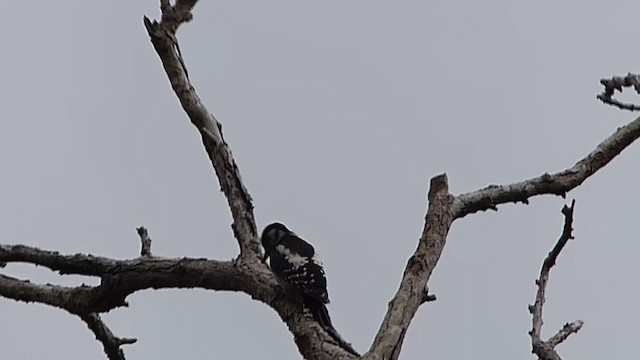 Great Spotted Woodpecker - ML201083731