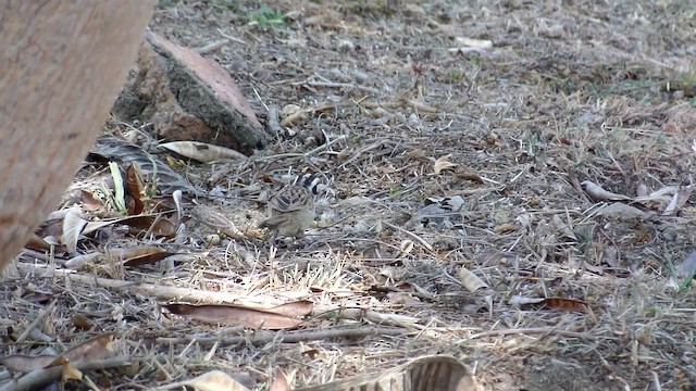 Stripe-headed Sparrow - ML201083981