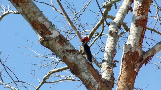 Pale-billed Woodpecker - ML201084011