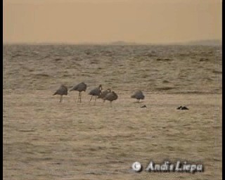 Greater Flamingo - ML201084161