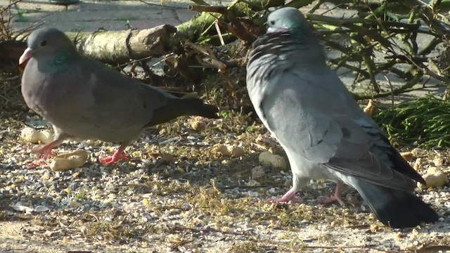 Pigeon colombin - ML201084351