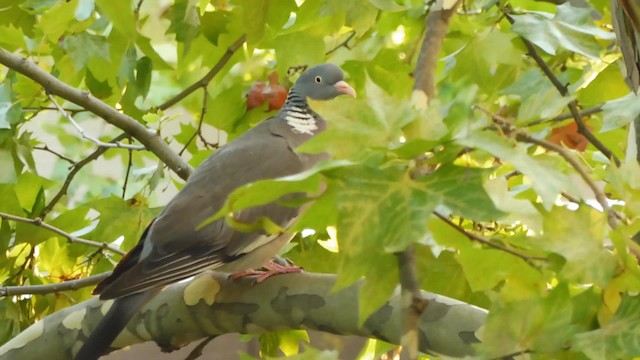 Common Wood-Pigeon - ML201084671