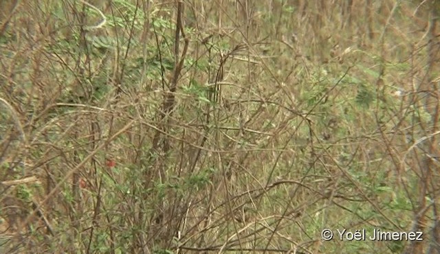 Black-browed Reed Warbler - ML201085341
